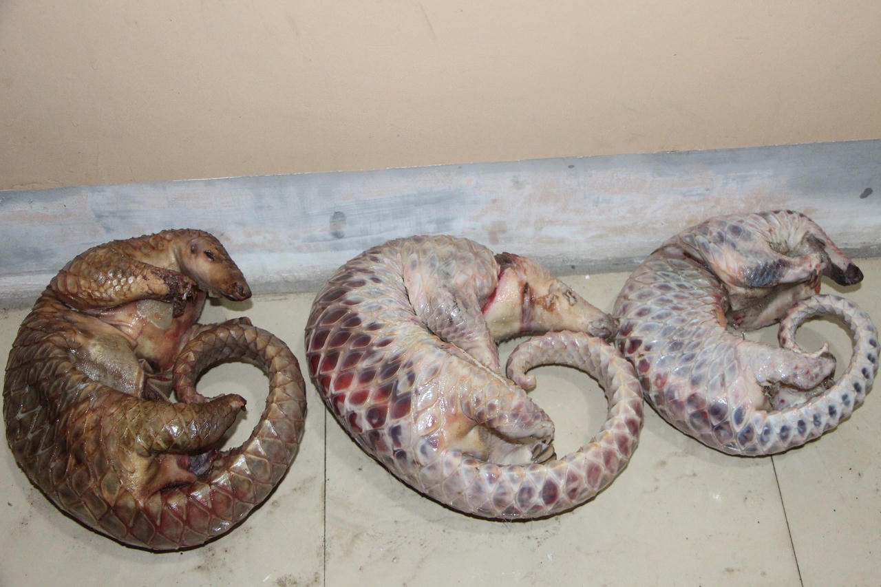 Bắt hai đối tượng tàng trữ, vận chuyển động vật quý hiếm trong sách đỏ Việt Nam