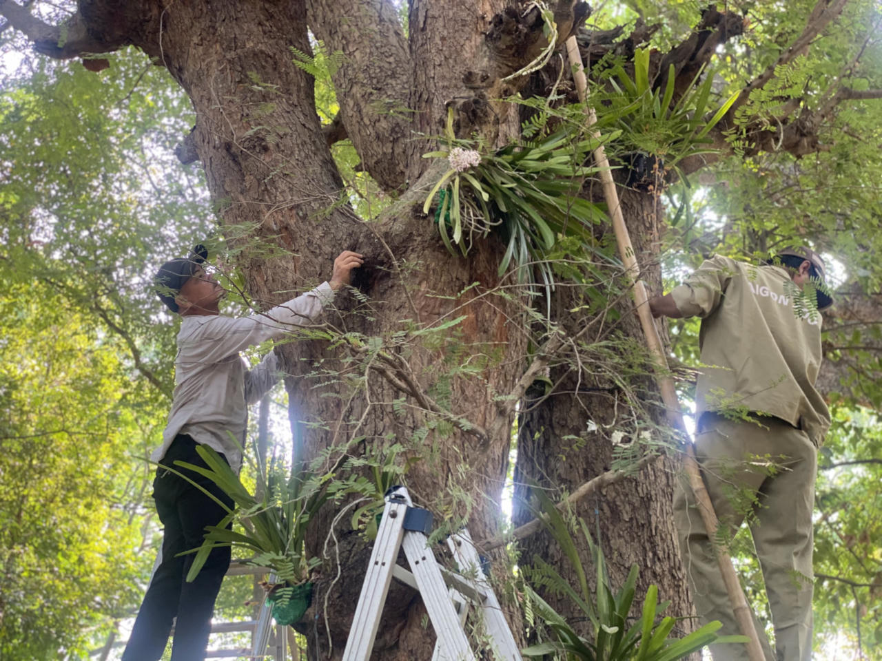 Thảo Cầm viên Sài Gòn trả lan rừng về với thiên nhiên