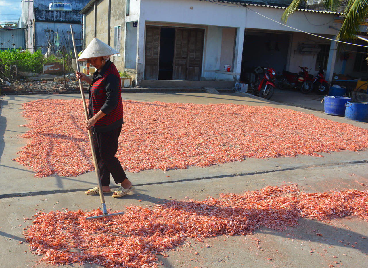 Giá tôm khô Cà Mau tăng mạnh, người làm tôm phấn khởi