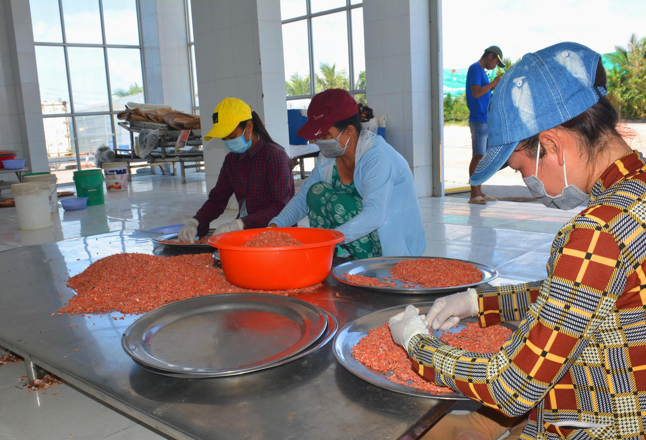 Giá tôm khô Cà Mau tăng mạnh, người làm tôm phấn khởi