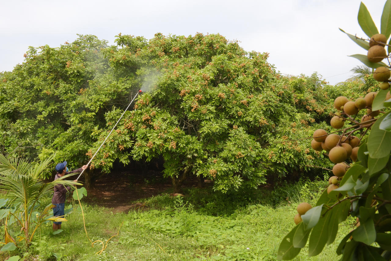 Về thăm khu vườn đặc sản nổi tiếng thơm ngon ở xứ Công tử Bạc Liêu 