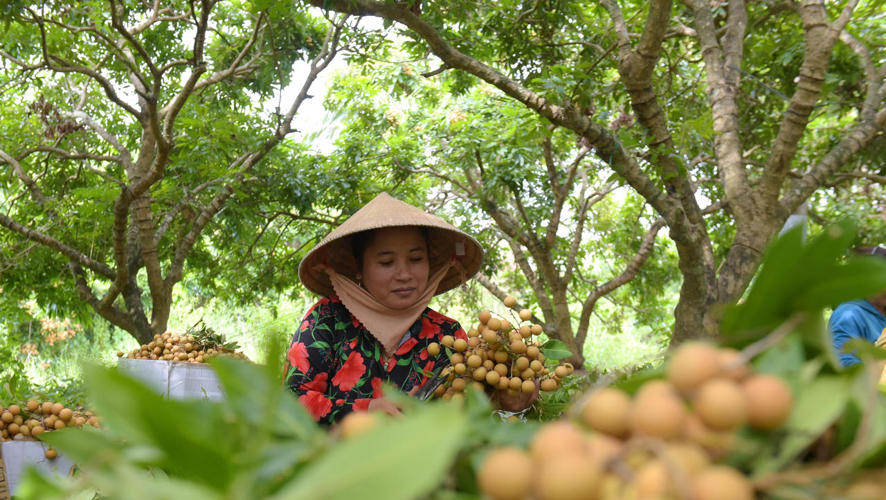 Về thăm khu vườn đặc sản nổi tiếng thơm ngon ở xứ Công tử Bạc Liêu 