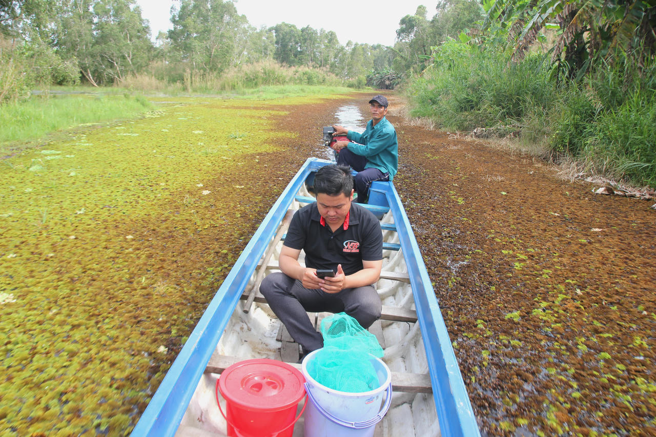  “Săn” mật giữa rừng U Minh Hạ