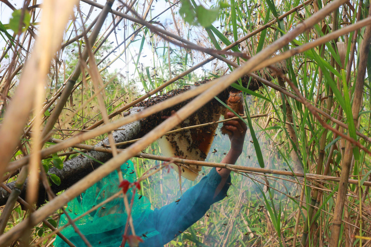  “Săn” mật giữa rừng U Minh Hạ