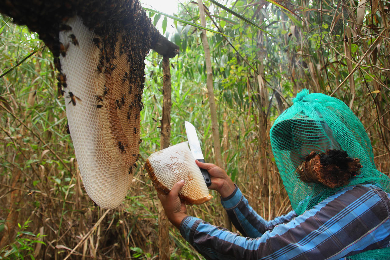  “Săn” mật giữa rừng U Minh Hạ