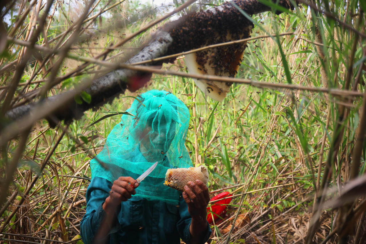  “Săn” mật giữa rừng U Minh Hạ