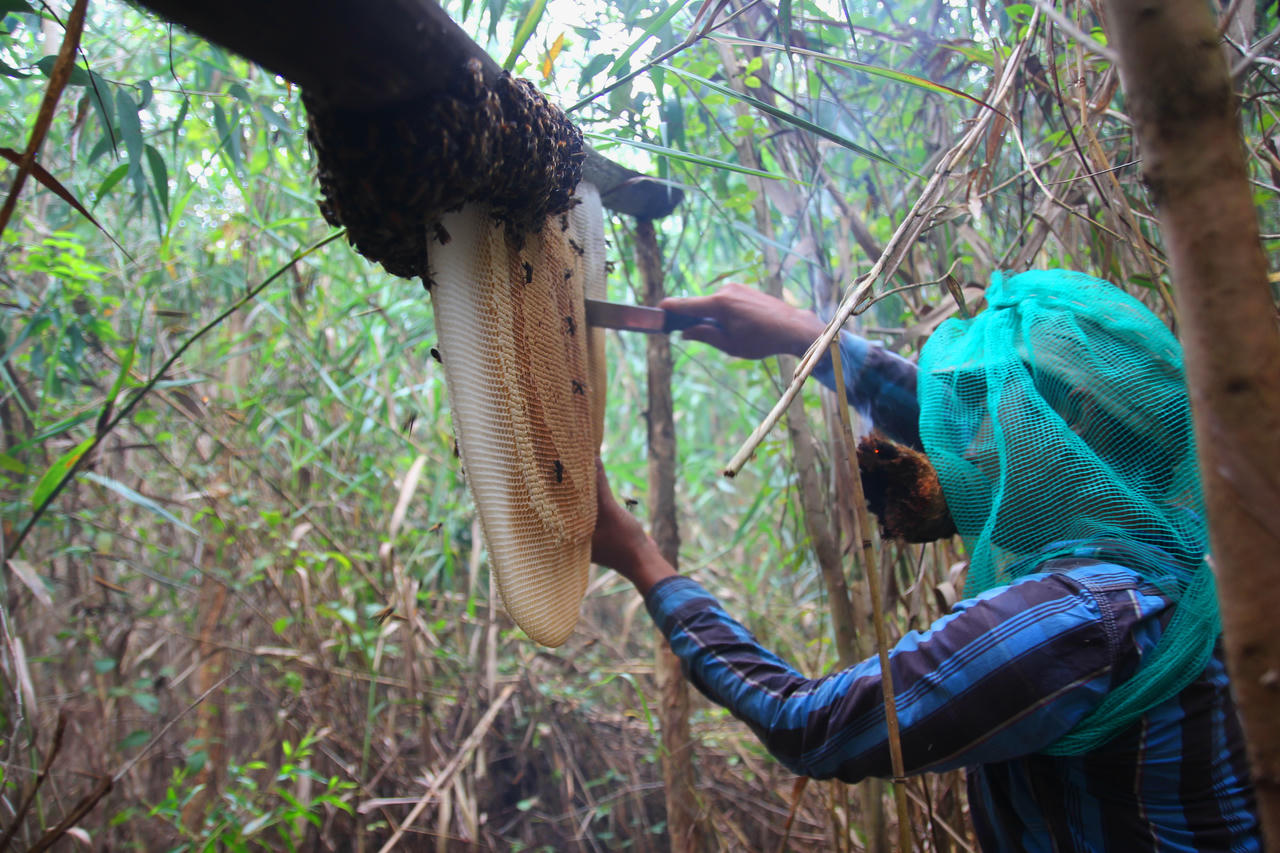  “Săn” mật giữa rừng U Minh Hạ