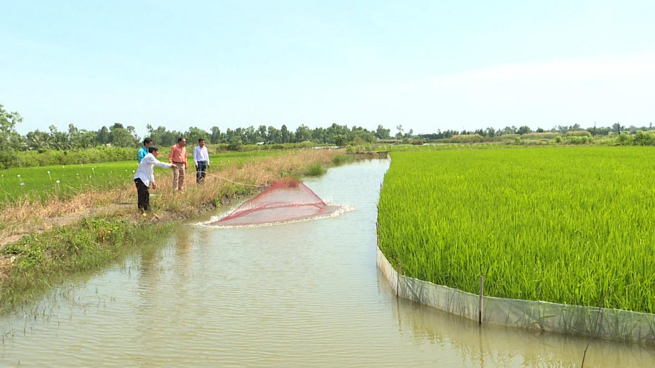 Kết hợp lúa tôm nông dân Cà Mau thu lãi gần 200 triệu đồng/năm