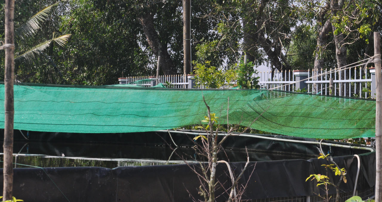 Kết hợp lúa tôm nông dân Cà Mau thu lãi gần 200 triệu đồng/năm