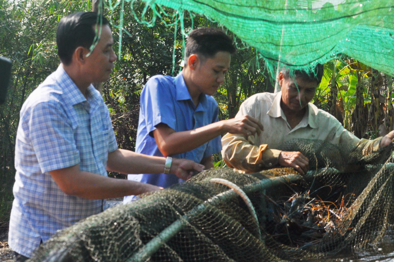 Kết hợp lúa tôm nông dân Cà Mau thu lãi gần 200 triệu đồng/năm