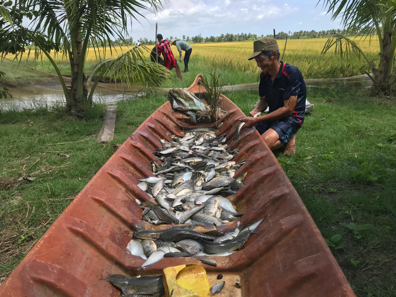 Chụp đìa bắt cá - nét văn hóa đặc thù của nông dân Cà Mau 