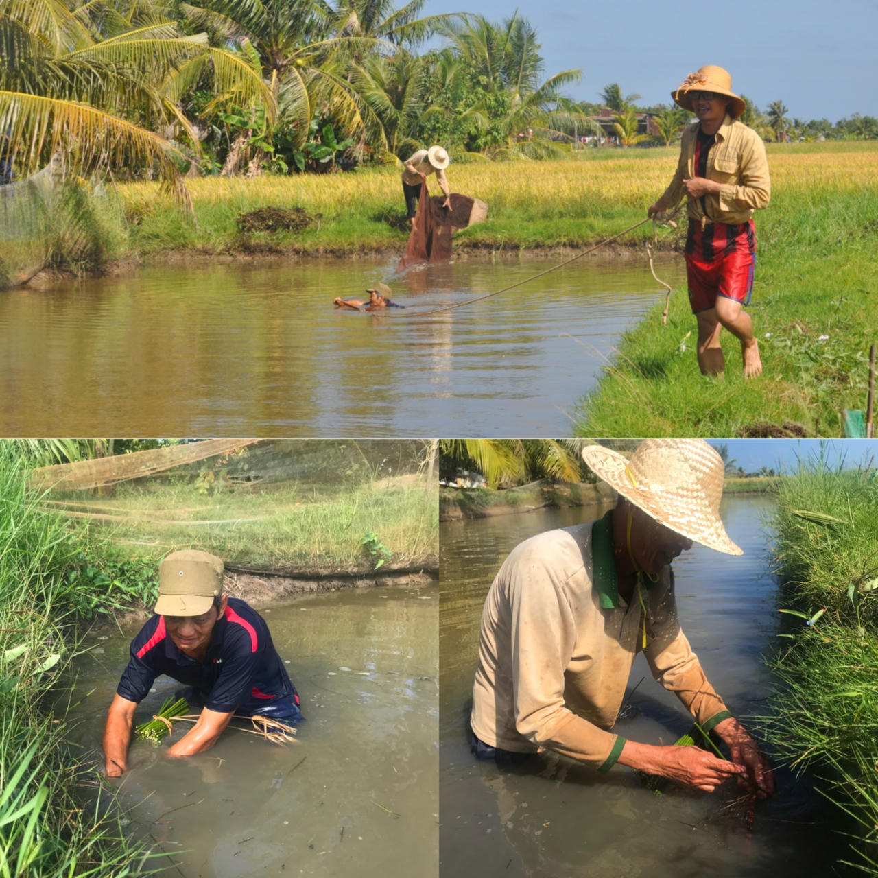 Chụp đìa bắt cá - nét văn hóa đặc thù của nông dân Cà Mau 