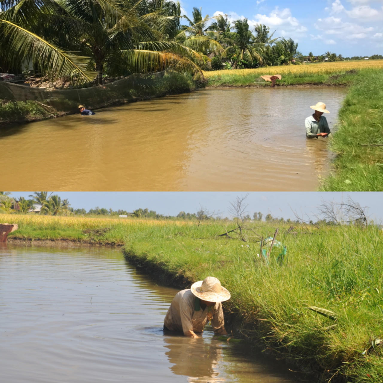 Chụp đìa bắt cá - nét văn hóa đặc thù của nông dân Cà Mau 