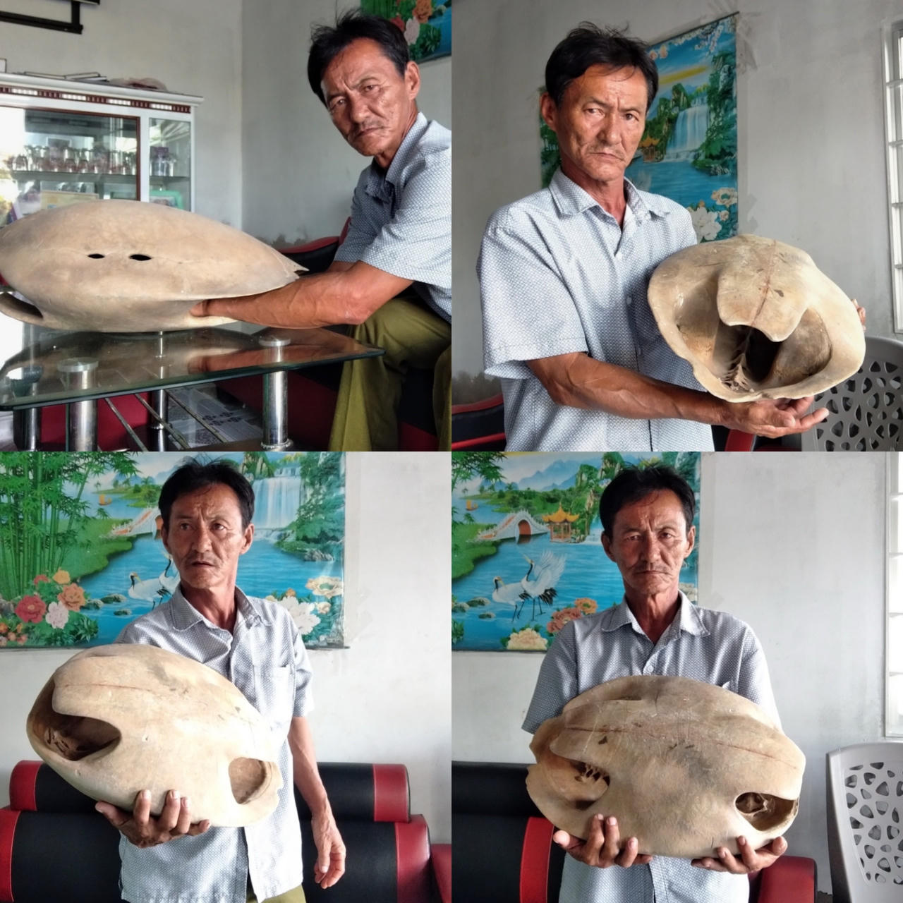 Nhặt được mai rùa 'khủng' nghi có tuổi đời 150 năm