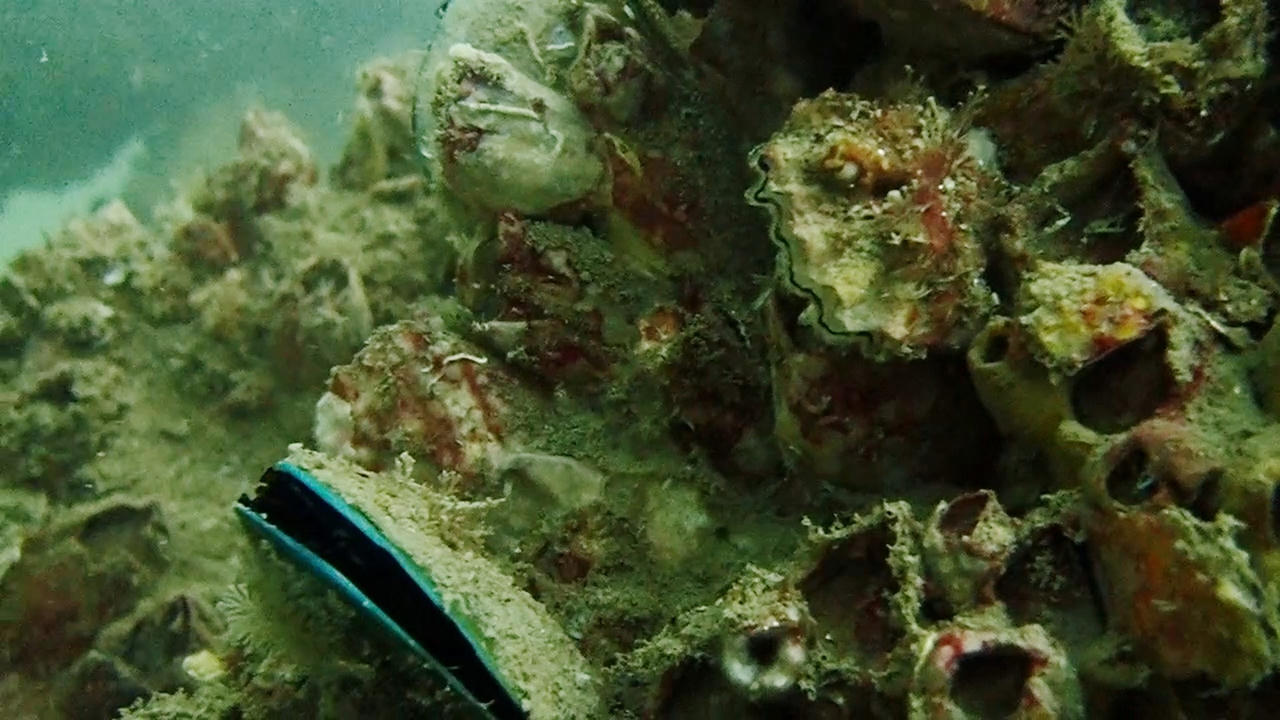 Hiệu quả từ 500 khối rạn san hô nhân tạo thả xuống biển Cà Mau 