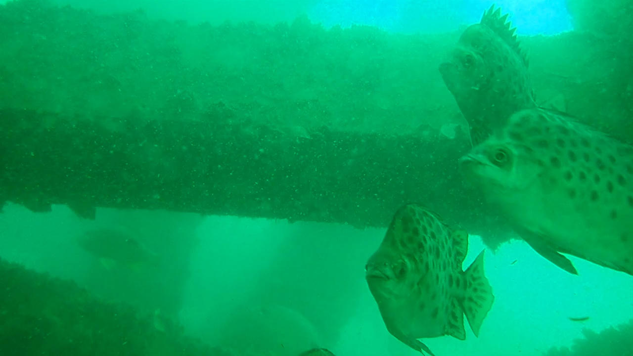 Hiệu quả từ 500 khối rạn san hô nhân tạo thả xuống biển Cà Mau 