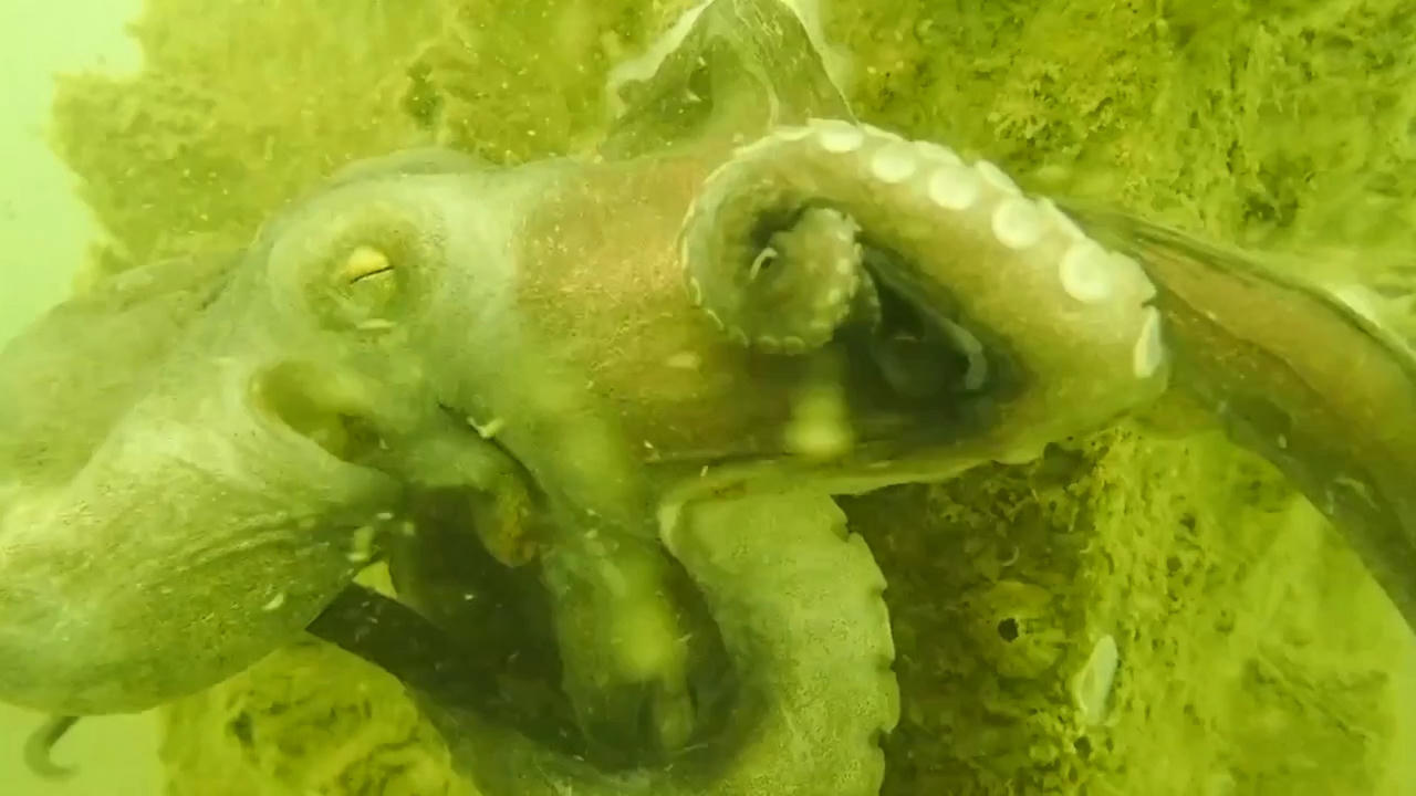 Hiệu quả từ 500 khối rạn san hô nhân tạo thả xuống biển Cà Mau 