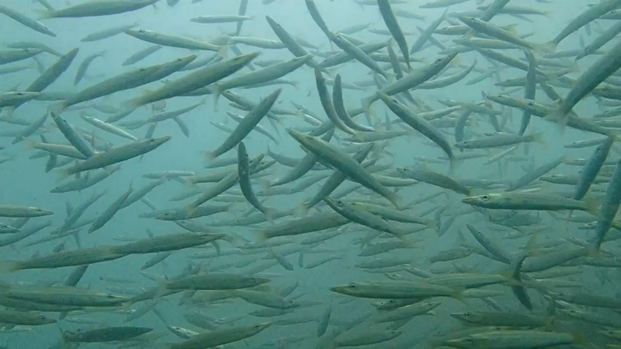 Hiệu quả từ 500 khối rạn san hô nhân tạo thả xuống biển Cà Mau 