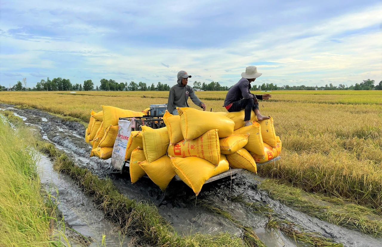 Giá lúa cao, năng suất tăng, nông dân Bạc Liêu phấn khởi