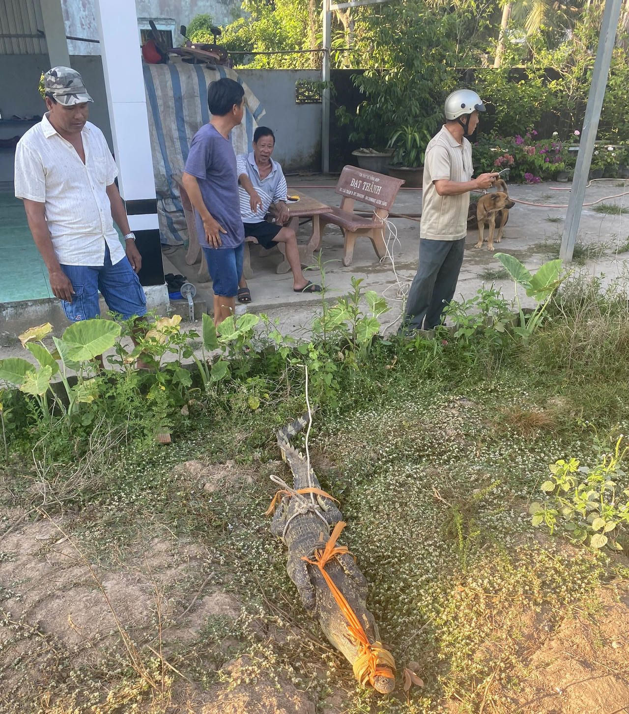 Bắt cá sấu nặng khoảng 20kg trên sân nhà dân ở Bạc Liêu