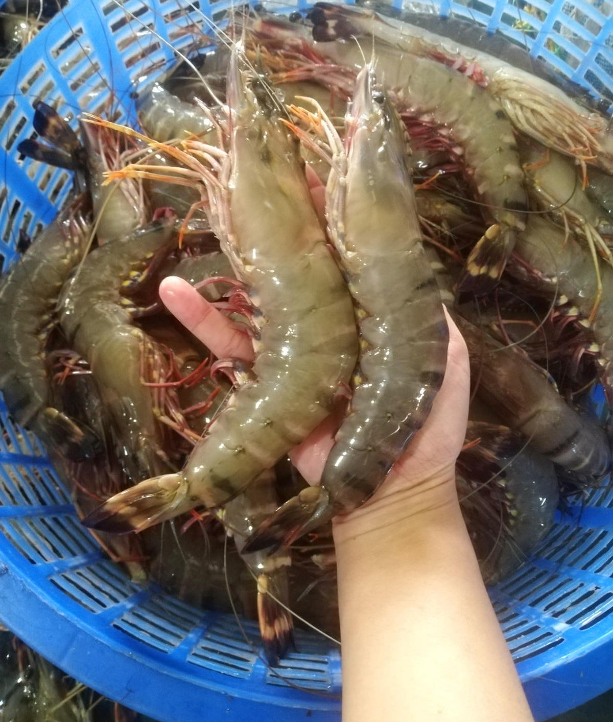 Cà Mau thông qua dự thảo Kế hoạch tổ chức Festival Tôm