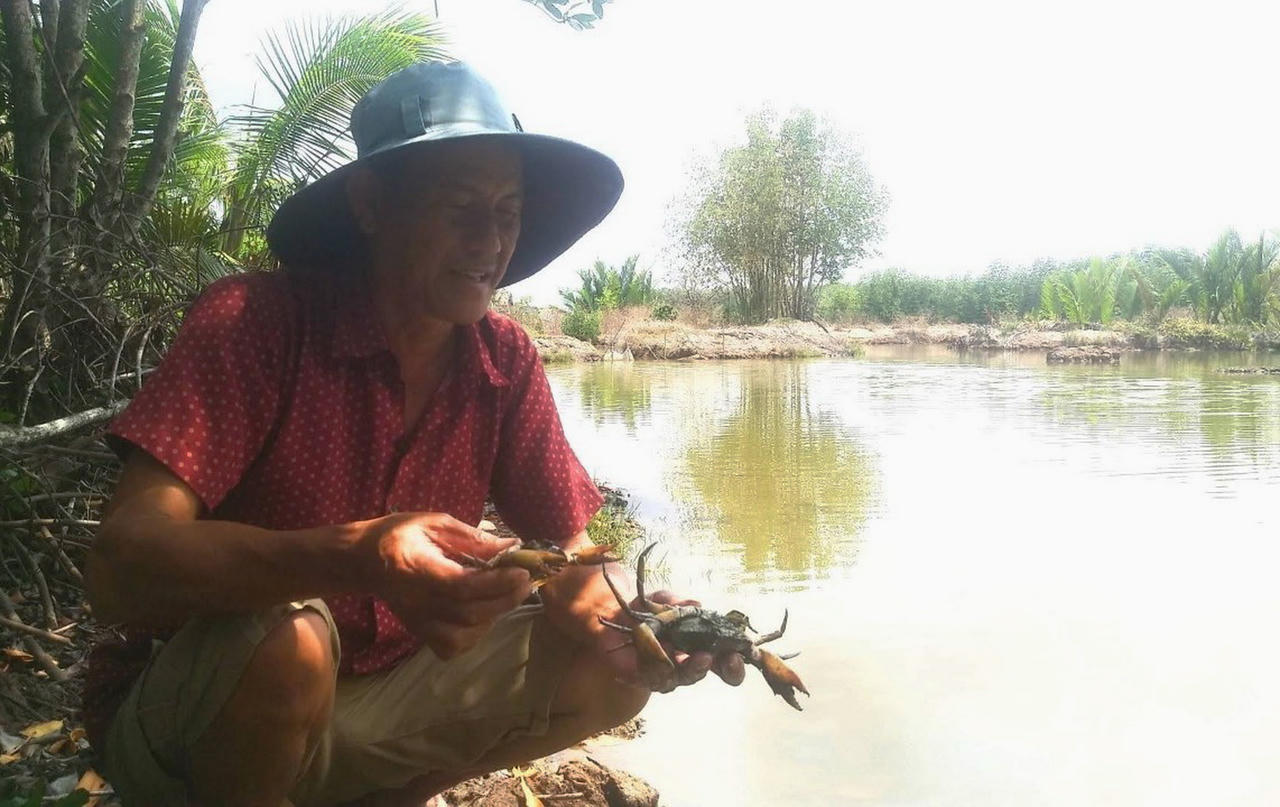 Cua Cà Mau bị chết diện rộng, người nuôi cua thấp thỏm, đứng ngồi không yên