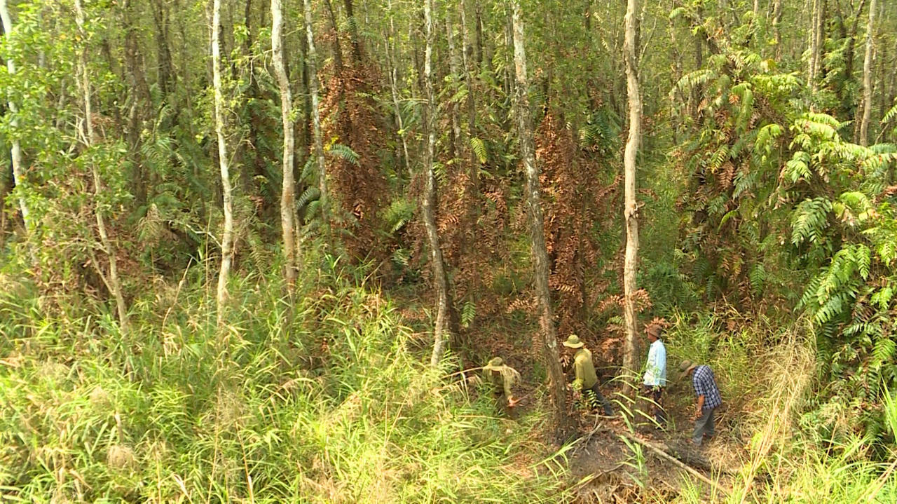 Cảnh báo nhiều diện tích rừng tràm ở Cà Mau nguy cơ cháy cấp cực kỳ nguy hiểm