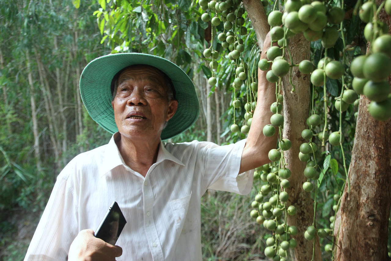 Bảo tồn vườn dâu Cái Tàu - U Minh để phát triển du lịch 