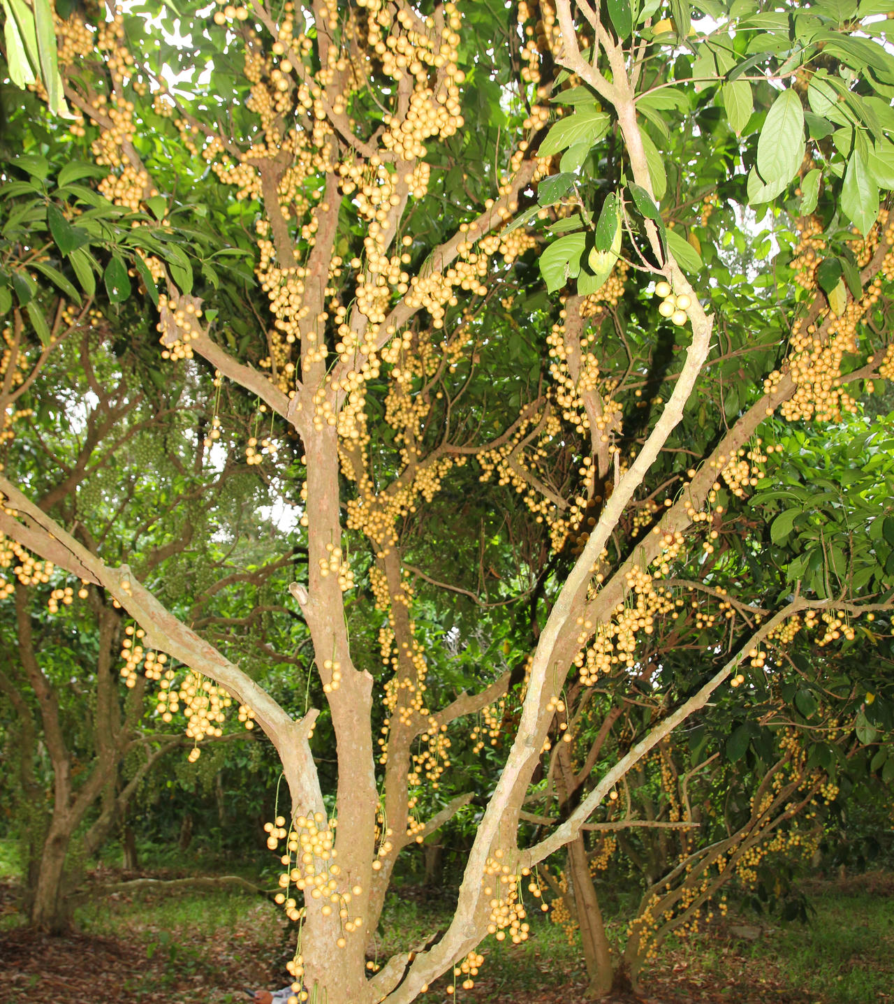 Bảo tồn vườn dâu Cái Tàu - U Minh để phát triển du lịch 
