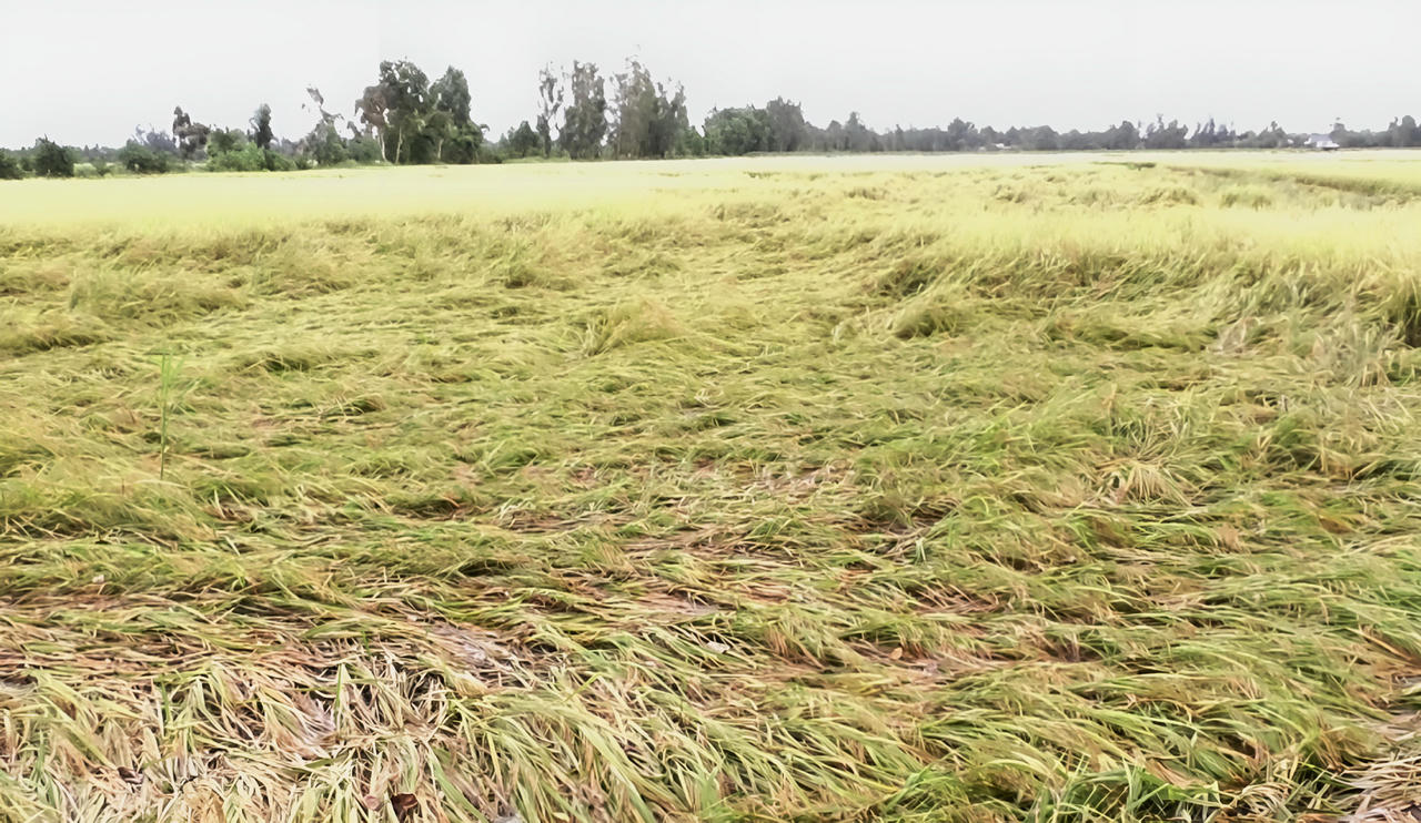 Gấp rút cứu hơn 32.000ha lúa vụ hè thu bị đổ ngã, ngập nước ở Bạc Liêu 