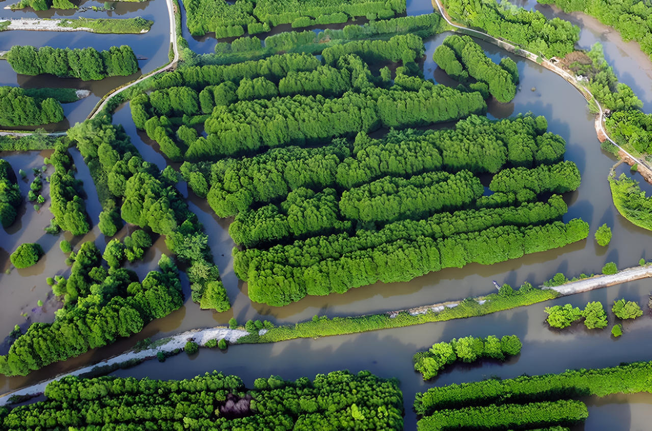 Khởi sắc trên đất rừng Cà Mau