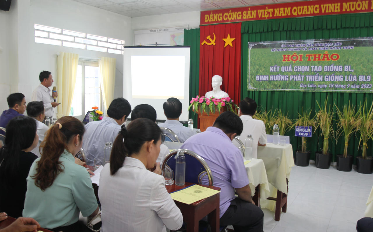 Bạc Liêu phát triển giống lúa nhiều hạt ngon cơm, thích ứng với biến đổi khí hậu