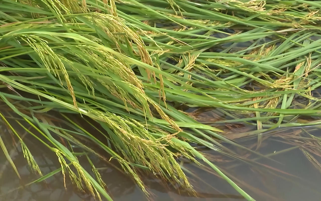 Mưa lớn kéo dài gây thiệt hại lúa hè thu ở Cà Mau