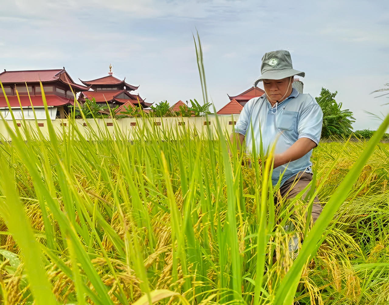 Bạc Liêu phát triển giống lúa nhiều hạt ngon cơm, thích ứng với biến đổi khí hậu