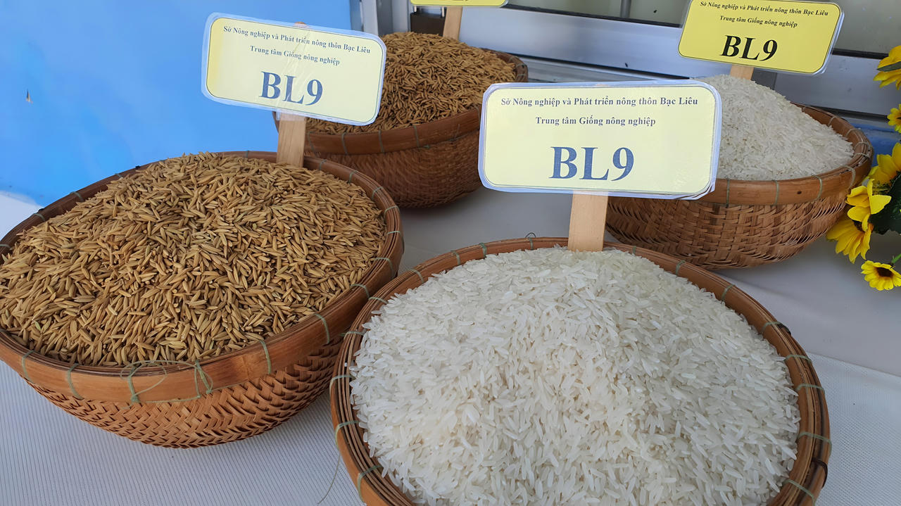 Bạc Liêu phát triển giống lúa nhiều hạt ngon cơm, thích ứng với biến đổi khí hậu