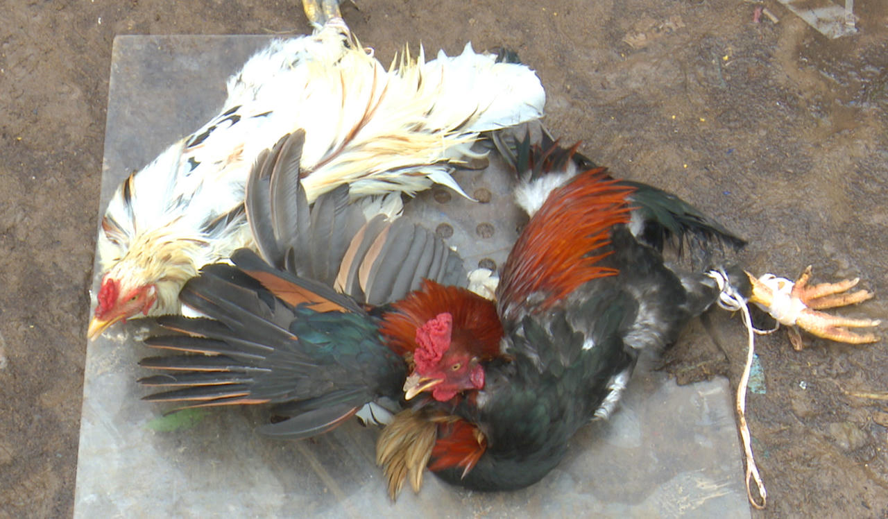 Bắt quả tang 15 đối tượng tham gia đá gà ăn tiền ở vùng quê Bạc Liêu