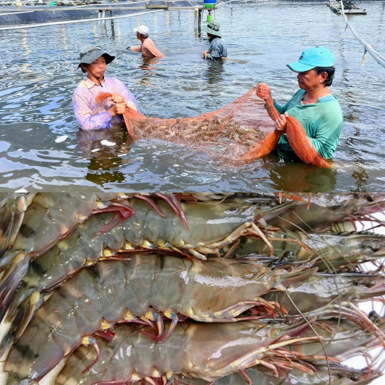 Festival Tôm Cà Mau diễn ra từ ngày 13 - 16/12/2023
