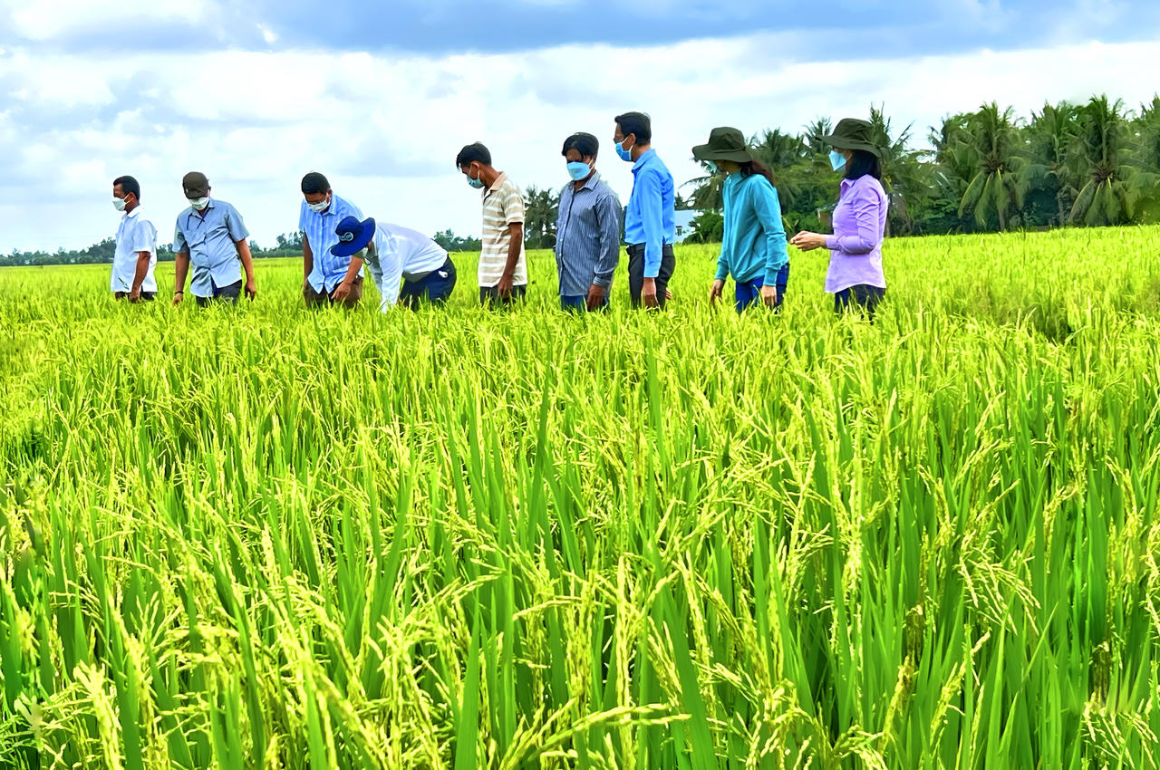 Thị xã Giá Rai phấn đấu đạt sản lượng lương thực đạt 196.700 tấn trong năm 2024