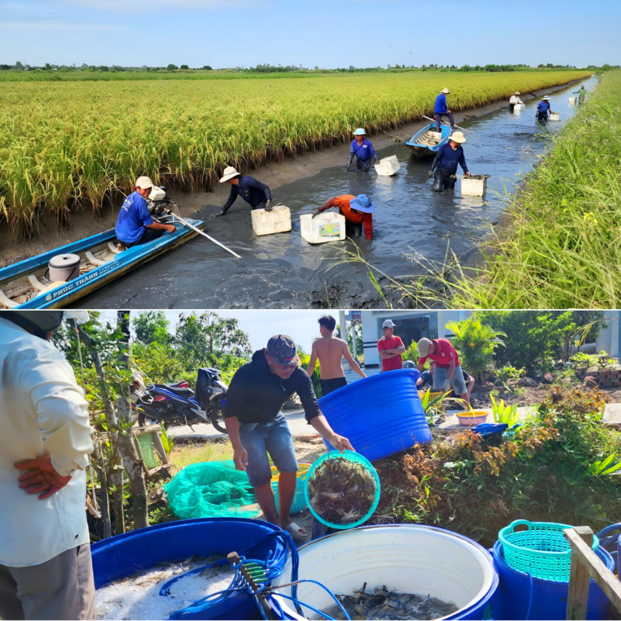 U Minh (Cà Mau) tập trung xây dựng phát triển ngư - nông nghiệp