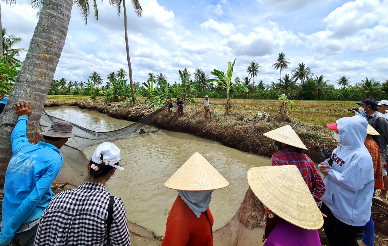 Giữ nét văn hóa đặc thù tát đìa bắt cá đồng ăn Tết ở Cà Mau