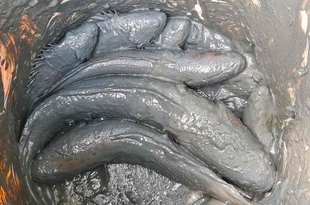 Giữ nét văn hóa đặc thù tát đìa bắt cá đồng ăn Tết ở Cà Mau