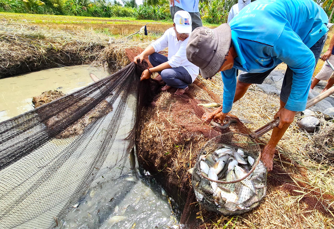 Giữ nét văn hóa đặc thù tát đìa bắt cá đồng ăn Tết ở Cà Mau