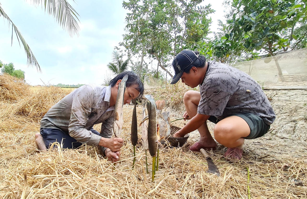 Giữ nét văn hóa đặc thù tát đìa bắt cá đồng ăn Tết ở Cà Mau