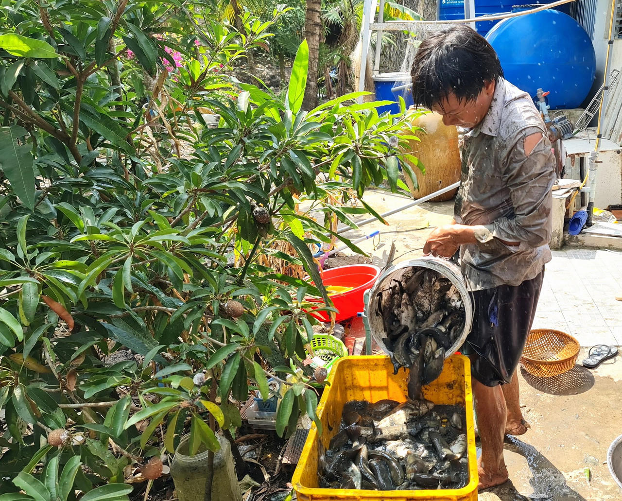 Giữ nét văn hóa đặc thù tát đìa bắt cá đồng ăn Tết ở Cà Mau