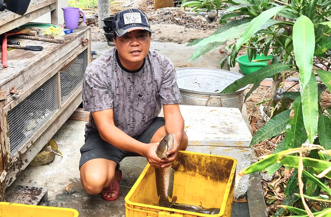 Giữ nét văn hóa đặc thù tát đìa bắt cá đồng ăn Tết ở Cà Mau