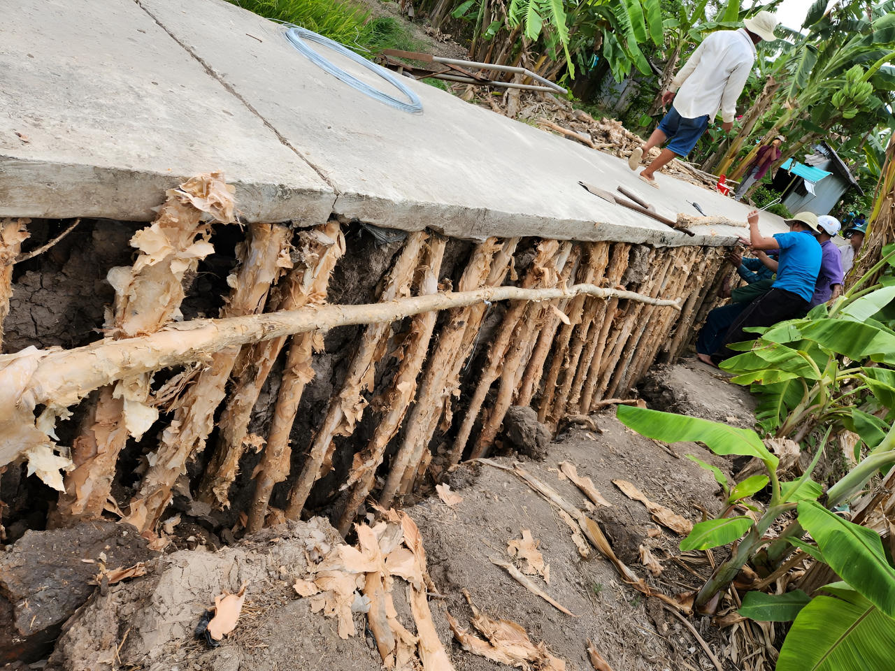 Sạt lở, sụt lún nghiêm trọng vùng ngọt hóa Cà Mau