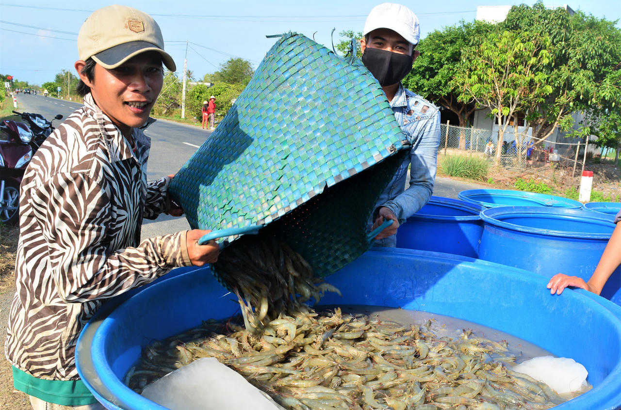 Nâng cao hiệu quả vùng nuôi tôm sinh thái ở Cà Mau