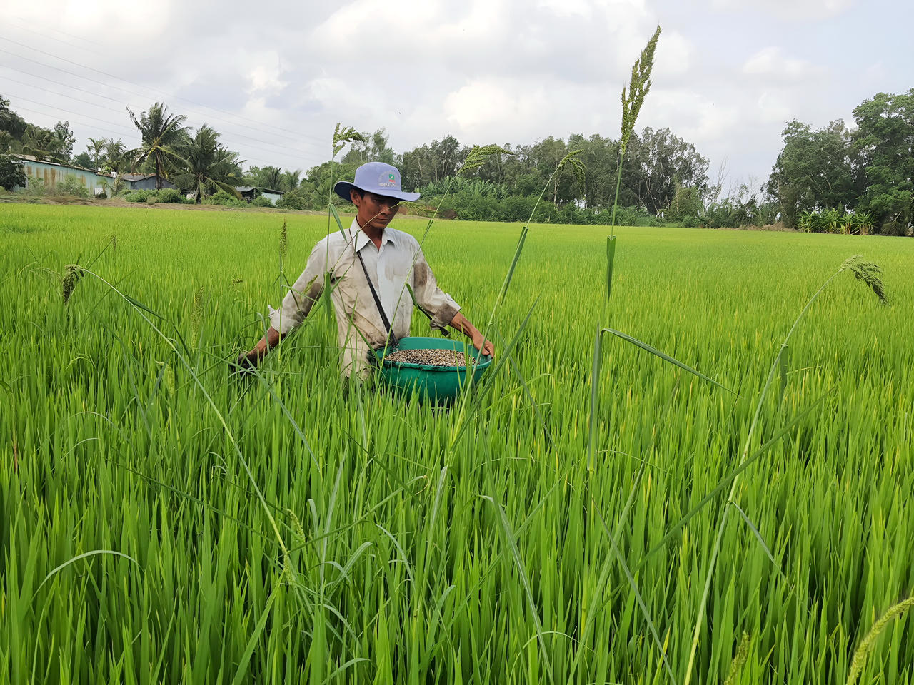 Bạc Liêu triển khai kịch bản ứng phó không xảy ra thiệt hại do hạn mặn 