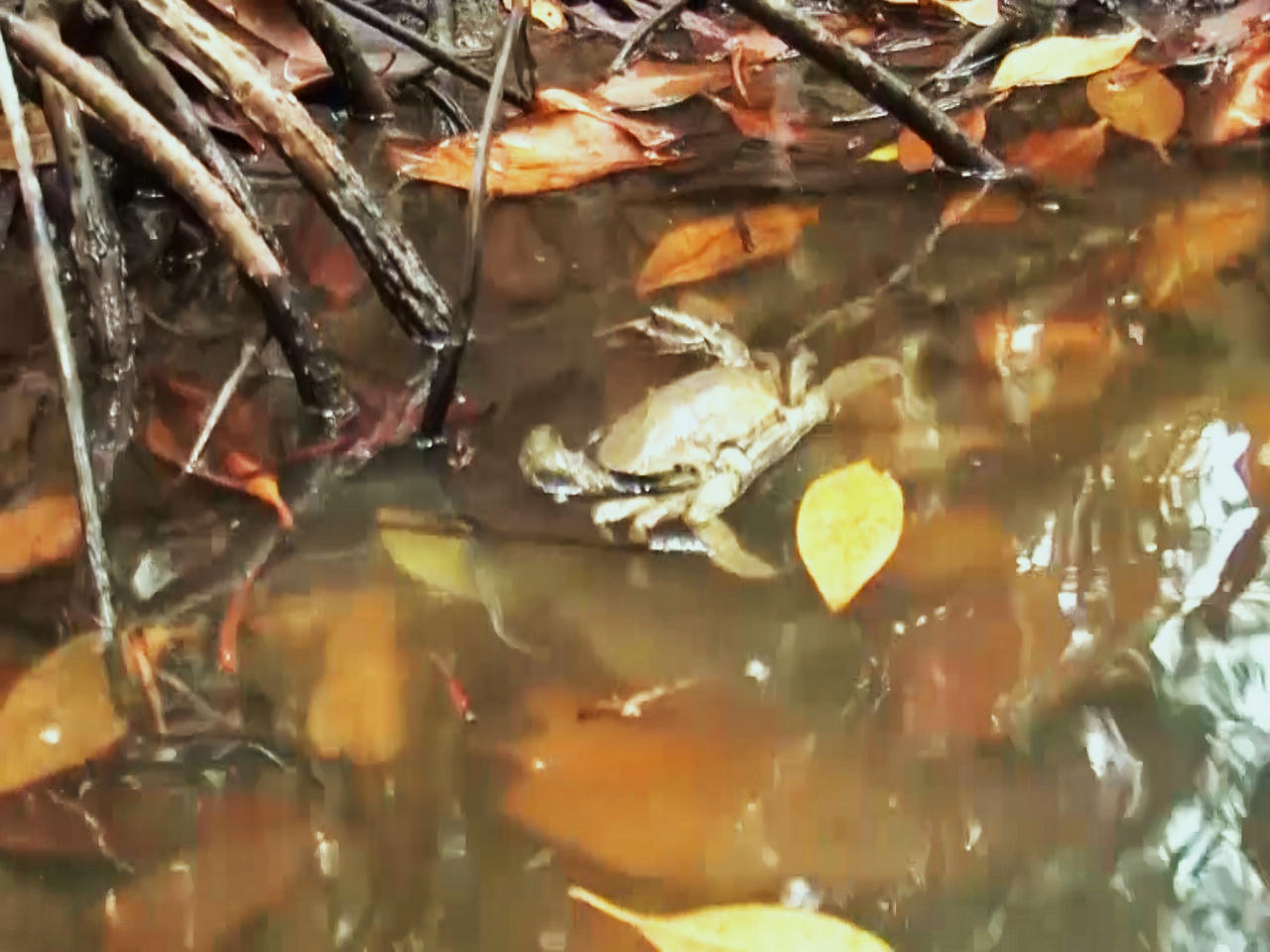 Tỉnh Cà Mau chỉ đạo 'hỏa tốc' khắc phục tình trạng cua nuôi bị chết