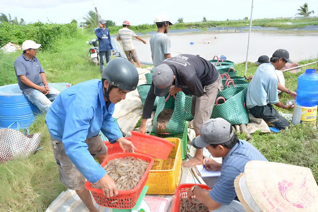 Chính quyền Bạc Liêu 'vào cuộc' gỡ khó' cho người dân nuôi tôm 